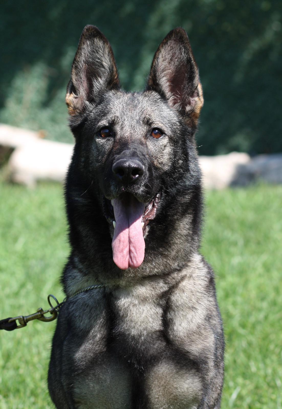 Etna working line German Shepherd portre