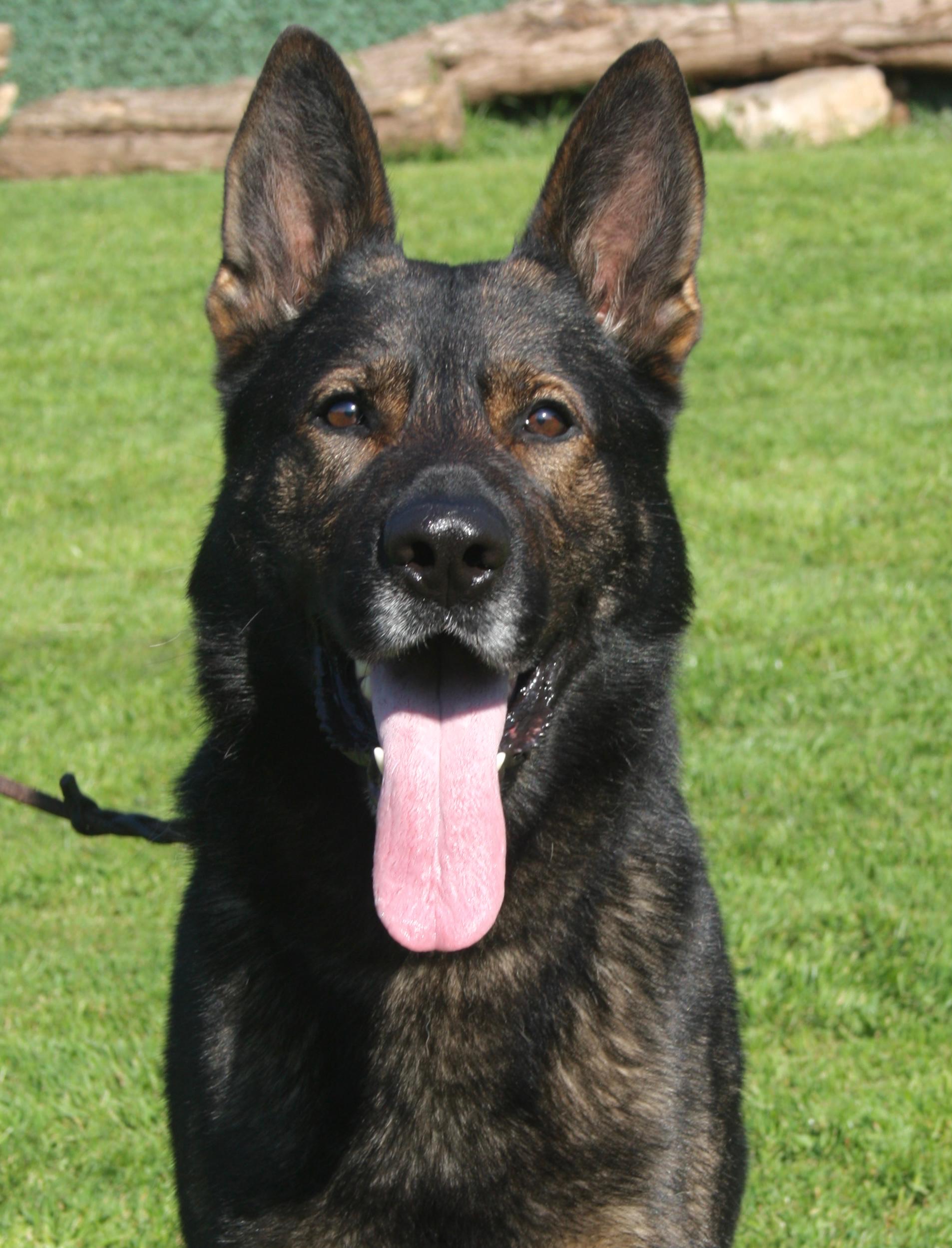 Sid working line German Shepherd portre