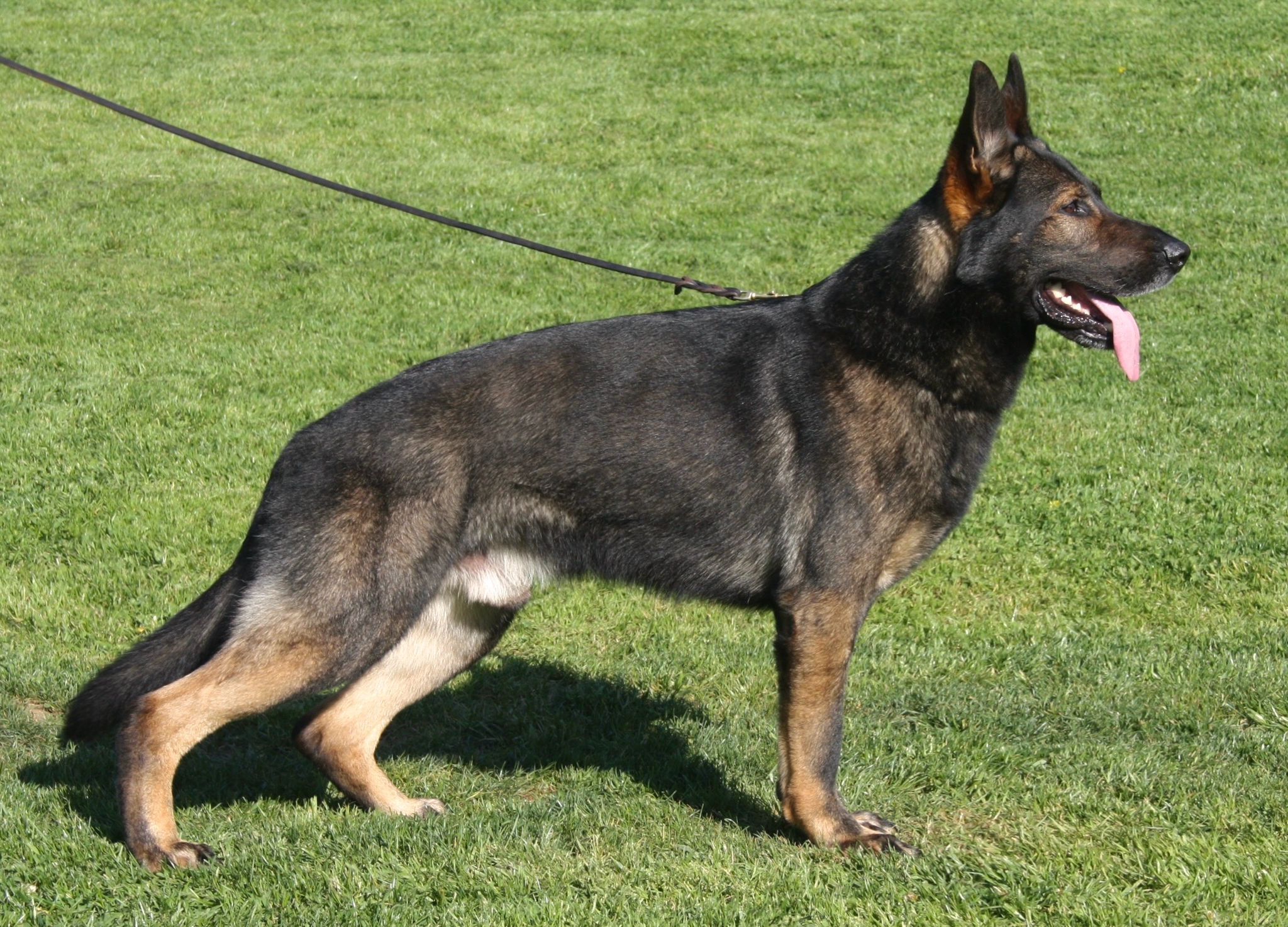 Sid working line German Shepherd duruş
